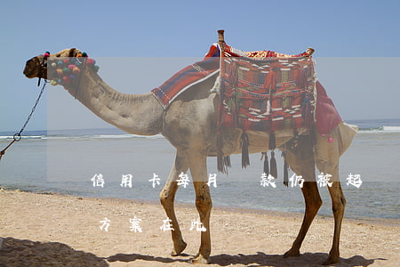 信用卡每月還款仍被起訴？解決方案在此！